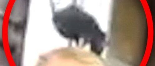 RATTE